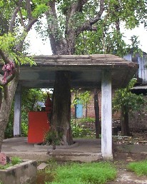Kamali Hanuman Mandir,Hanumangunj, Bhopal