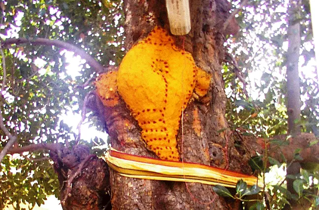 naturally formed conch in the sthala virsham of Aduthurai Perumal temple, Thirukkoodaloor, TNadu