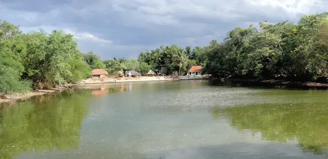 Senkulam of Poovanur,Needamangalam Taluk,Tiruvarur dist., Tamil Nadu